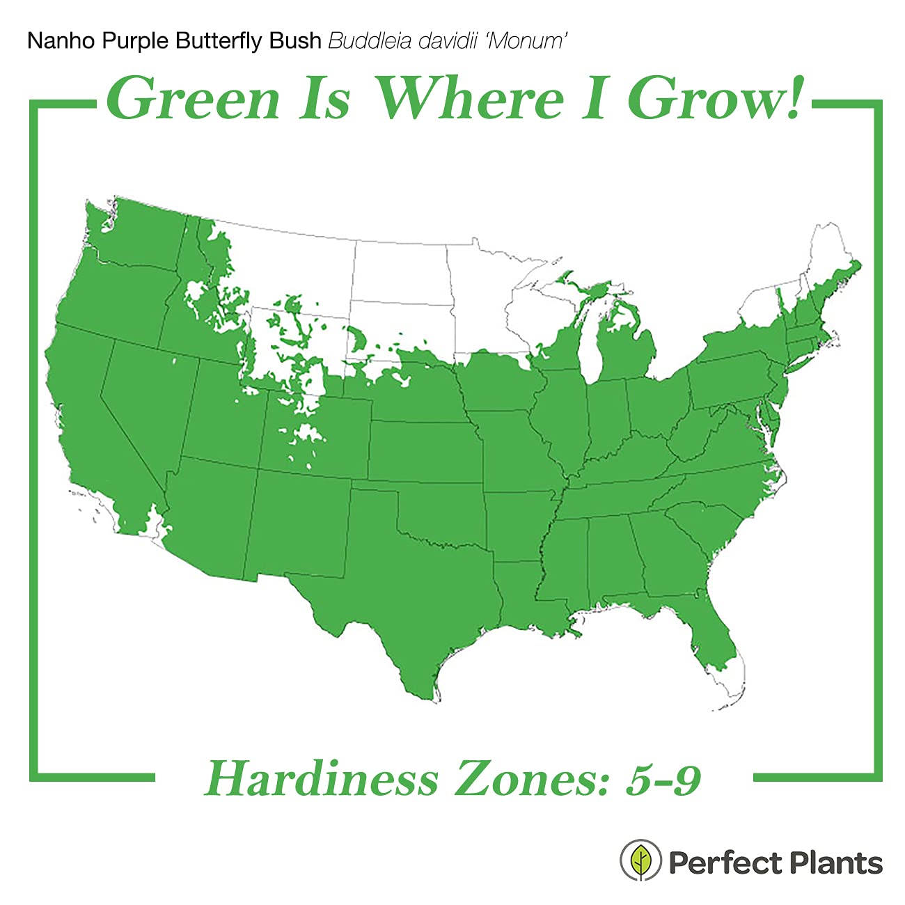 Perfect Plants Nanho Butterfly Shrub 1 Gallon | Live Bush for Outdoor Planting | Attracting Pollinators Like Butterflies, Bees, and Hummingbirds | Gorgeous Purple Flowers in Spring