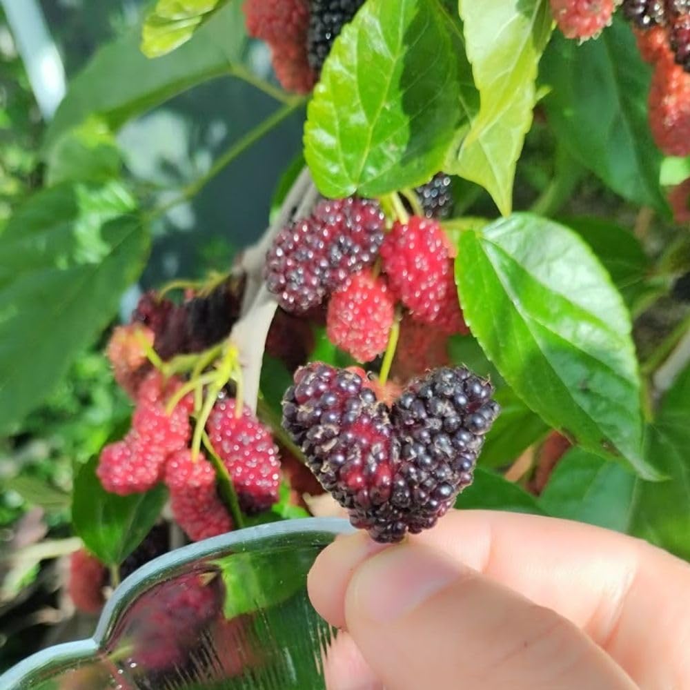 Dwarf Everbearing Mulberry Fruit Plant Live 6-8 Inches Tall, Sweet Mulberry Live Plant for Planting Outdoor Garden