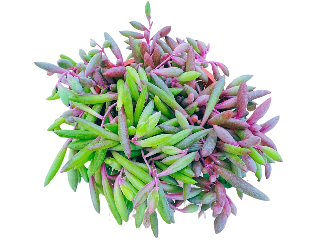 Live Succulent 4" Othonna Capensis Ruby Necklace, Succulents Plants Live, Succulent Plants Fully Rooted, House Plant for Home Office Decoration, DIY Projects, Party Favor Gift By The Succulent Cult