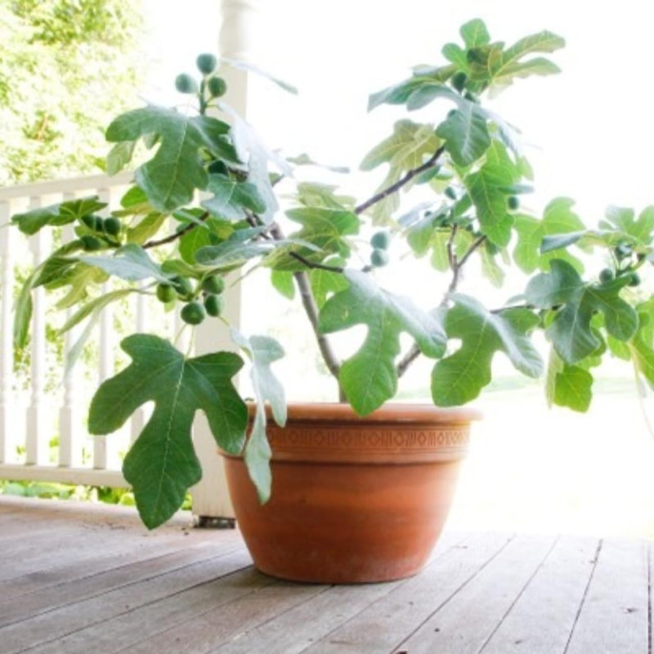 Fignomenal Fig Tree - Dwarf Fig Tree – Perfect for Containers - 4-6 Inches Tall - Self Fertile - Ficus Carica