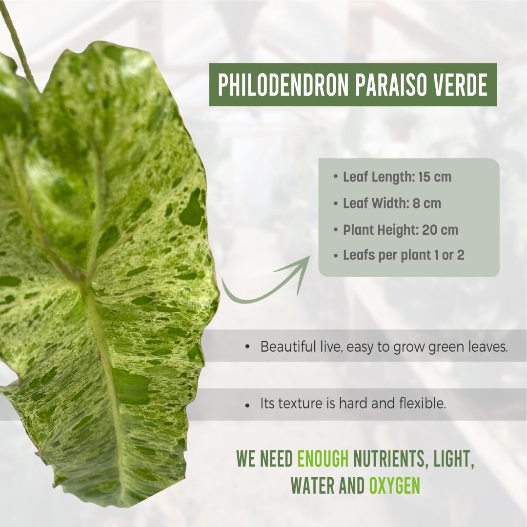 LEAL PLANTS ECUADOR Philodendron Paraiso Verde Live Indoor Green House Plant | Elephant Ear Plant for Home Décor | Air Purifying Houseplant | Unique Gift for Plant Lover
