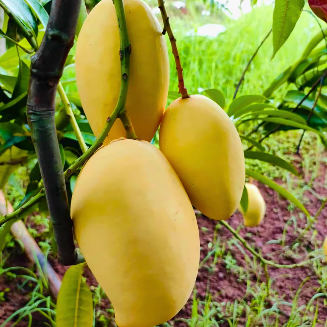 Keo Mango Tree Live Plant Grafted, 2 to 3 Feet Tall in Gallon Pot, Ready to Bear Fruit in 1 Year, Sweet Mango Tree for Planting