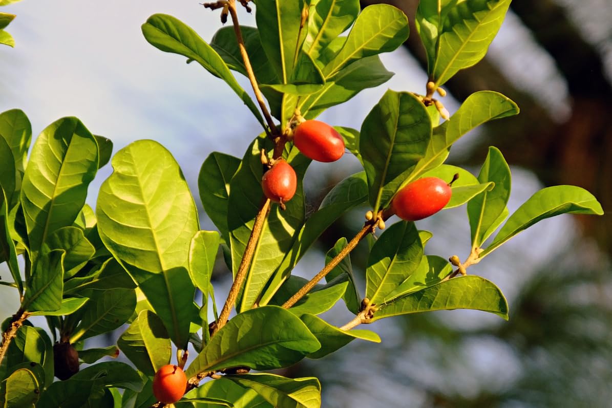 Miracle Fruit Plant Live – Synsepalum dulcificum – Taste-Changing Berry Plant – Sweetens Sour Foods Naturally – Tropical Edible Fruit Shrub – Live Starter Plant (No Pot) (2, Large)