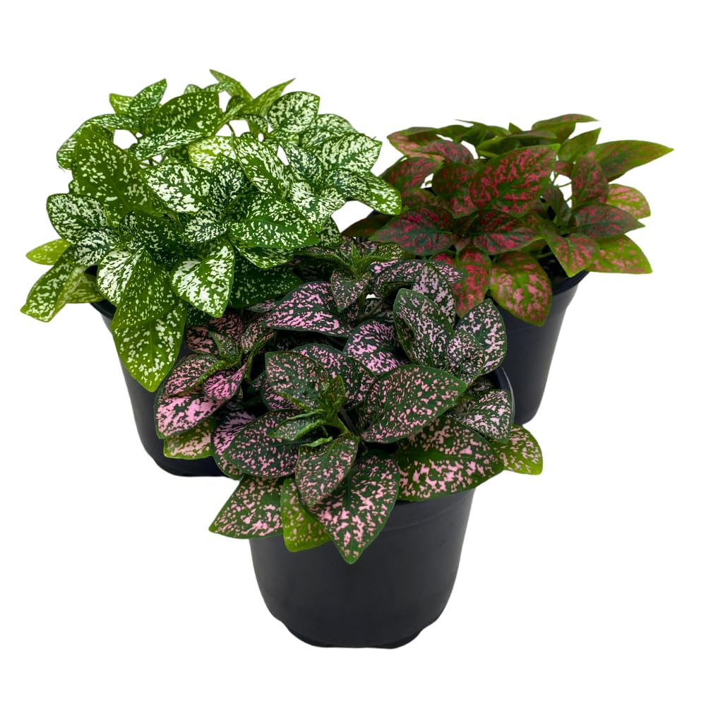 BubbleBlooms Polka Dot Plant Assortment in a 4 inch Pot Hypoestes Phyllostachya, Pink, White, and red, Flamingo Splash, Set of 3