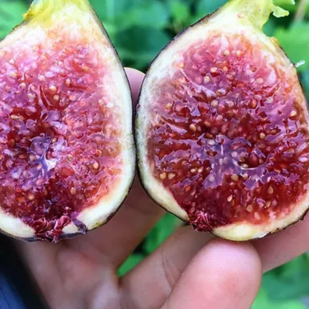 Fig Tree Chicago Hardy 5 Gallon - (Due to Agricultural Laws, we Cannot Ship to CA, AZ, AK, or HI)