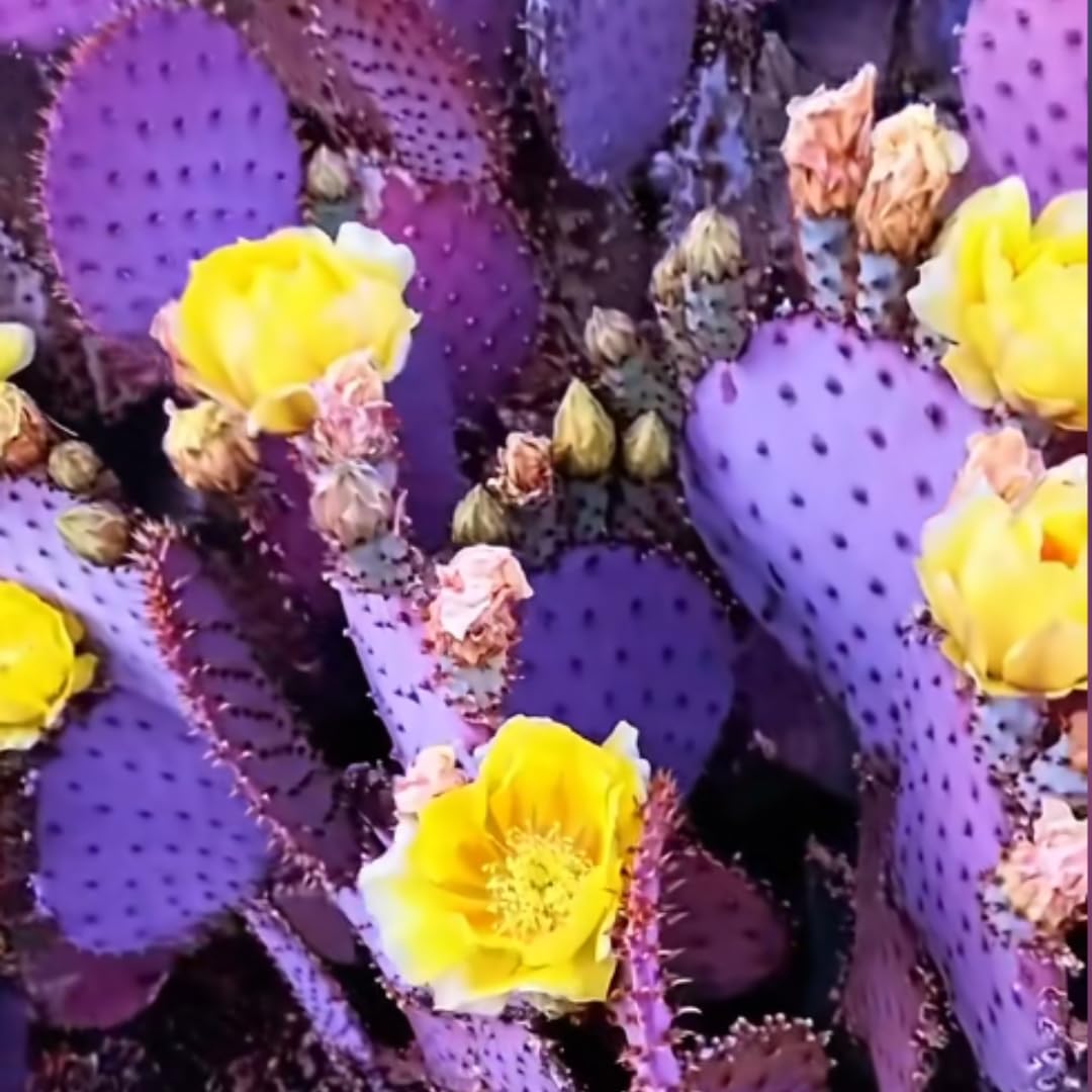 Live Purple Prickly Pear Cactus Plants, Hardy Perennial Succulents Plant, 3.5 Inch Pot for Outdoor Garden