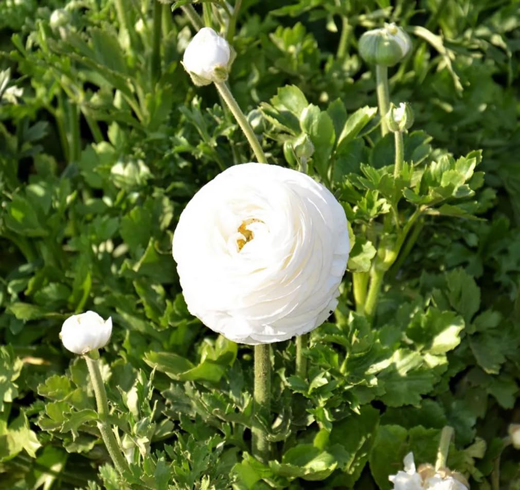 10pcs White Ranunculus Bulbs Fall Planting for Spring Blooms Easily Grown Flower Bulbs