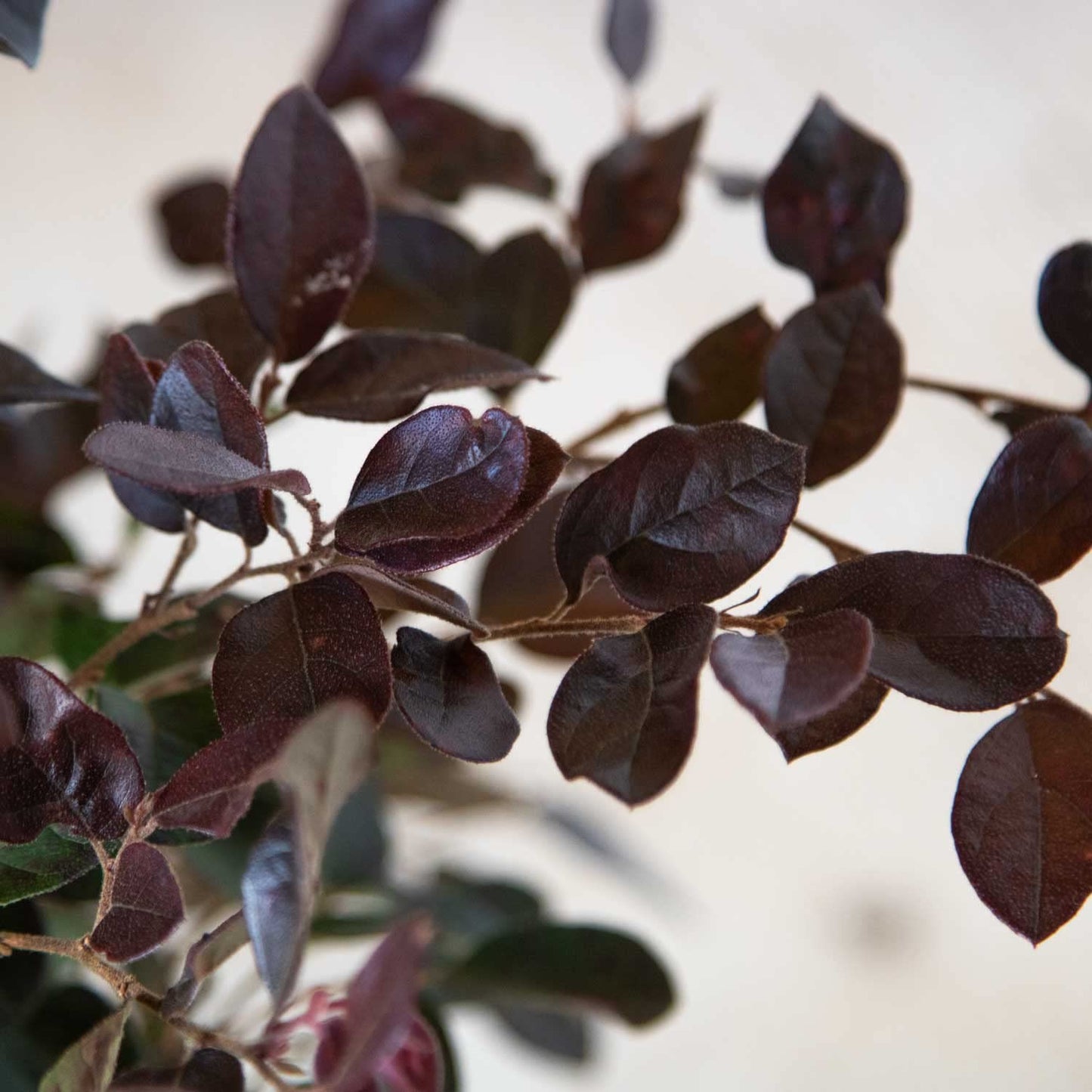 Ruby Loropetalum 'Chinese Fringe Flower' 2.5 Quart - Live Outdoor Evergreen Shrub - Pink Flowering Hedge