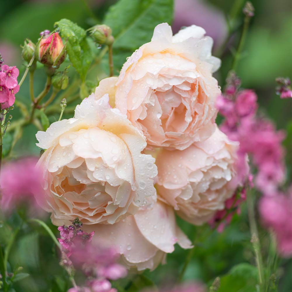 Heirloom Roses Rose Plant - Wollerton Old Hall Apricot Rose Bush, David Austin Live Plant for Planting Outdoors