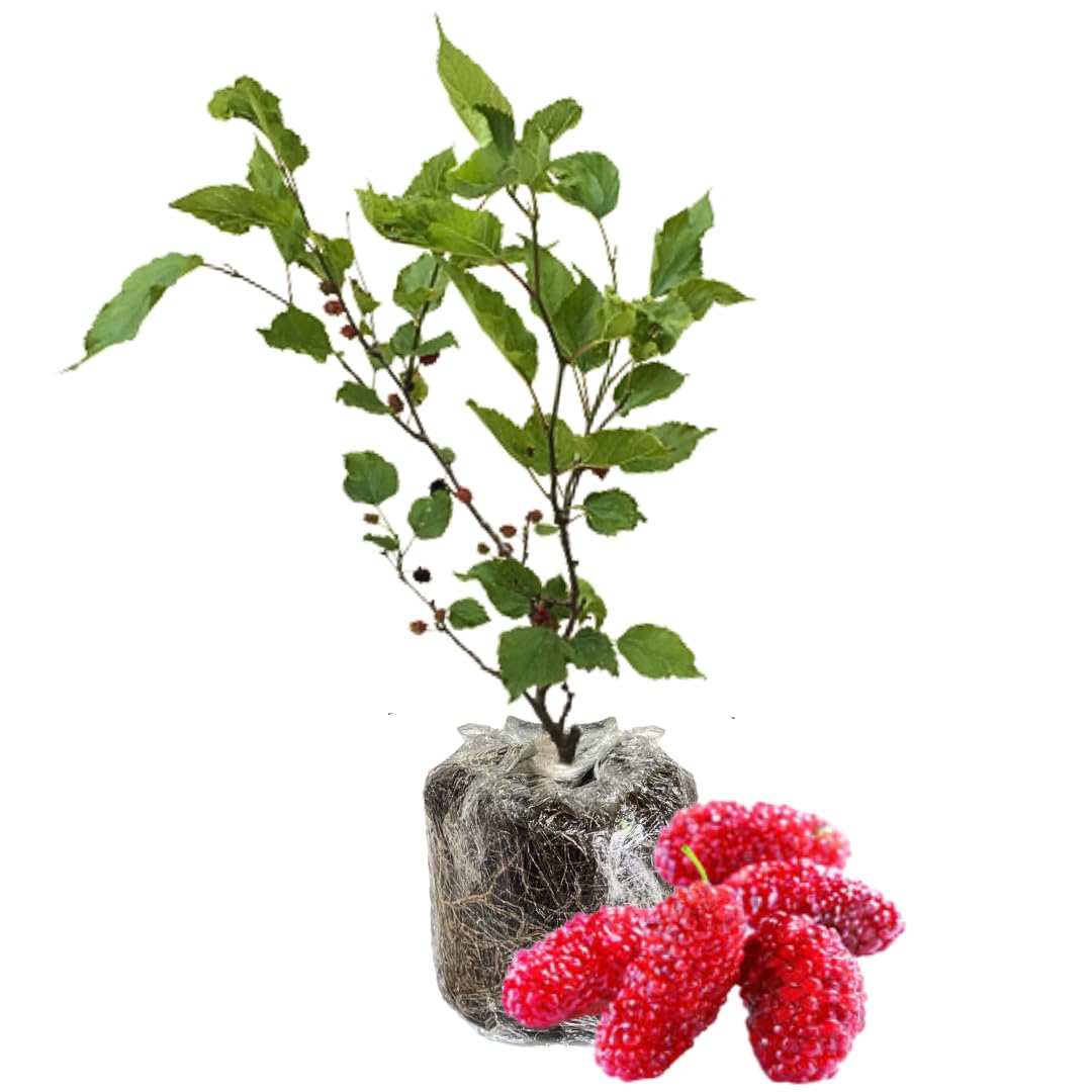 Red Mulberry Tree Live Plant for Planting 5 to 8 Inch Tall, Everbearing Mulberry Bush Live Plant, Mulberry Plant Live, Mulberries Fruit
