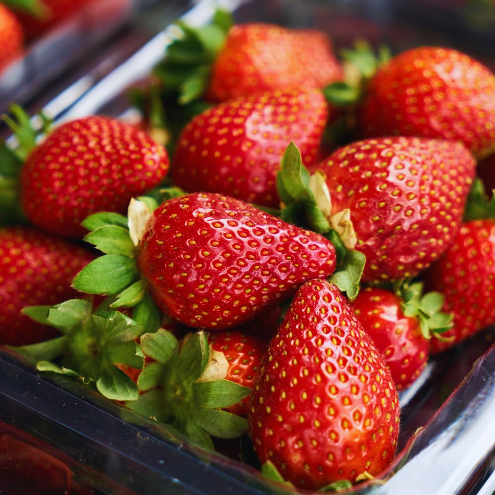 25 Strawberry Bare Roots, Strawberry Plant Live, 5 to 7 Inc Tall, Fruit Garden Indoor Outdoor, Easy to Plant