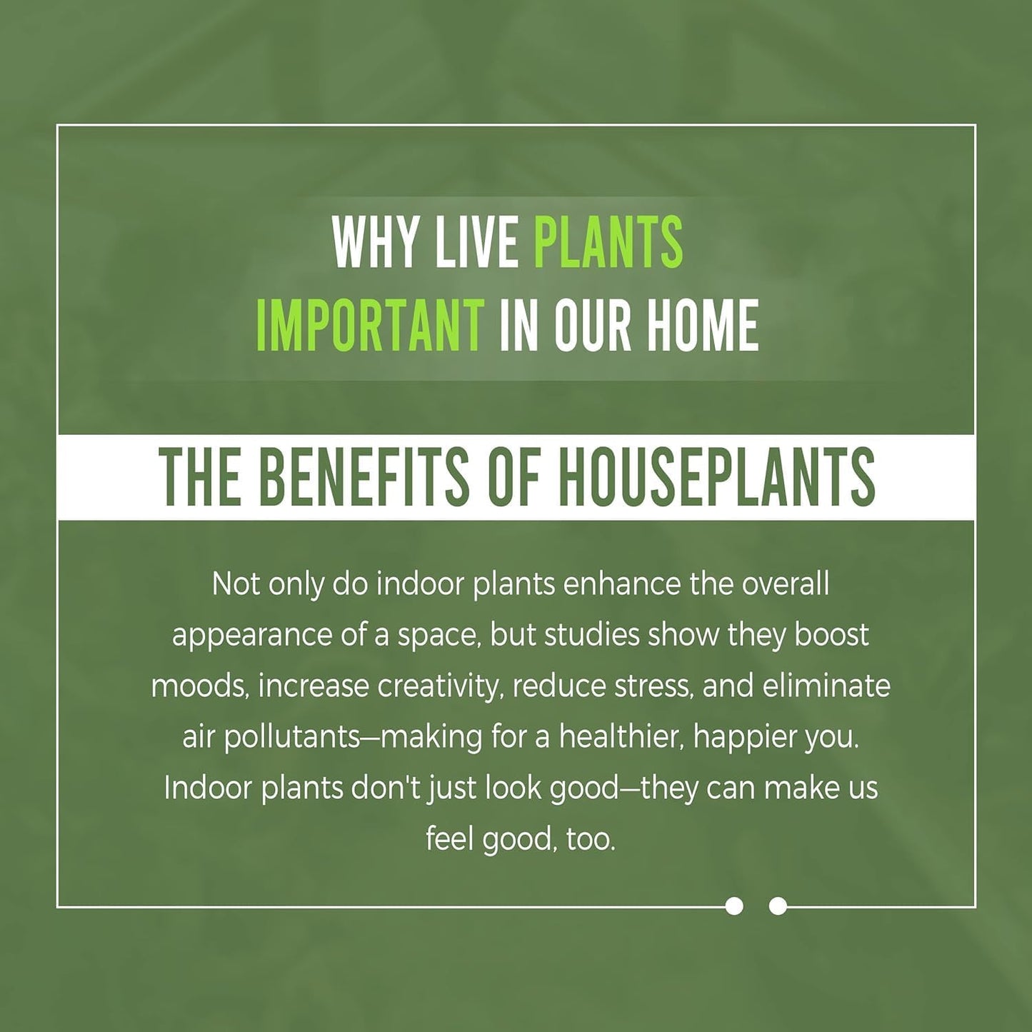 LEAL PLANTS ECUADOR Philodendron Melanochrysum|Exotic Indoor Houseplant for Living Room | Live Philodendron Plant |Beautiful Dark Melanochrysum for Home Decor