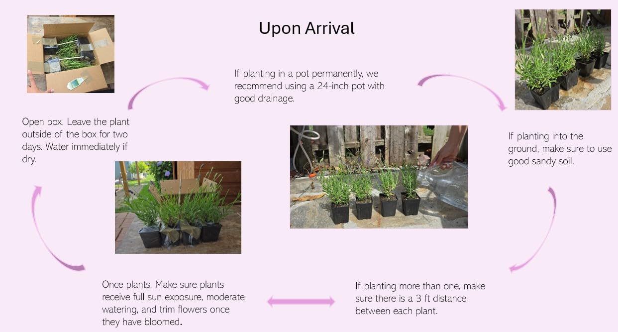 L+ French Provence Lavender — 4 Live Plants in 4" Pots — Blue-Purple Flowers — Fragrant, Bee-Friendly, Drought & Deer Resistant Perennial — Zones 5–9 — Grown in Sequim, WA