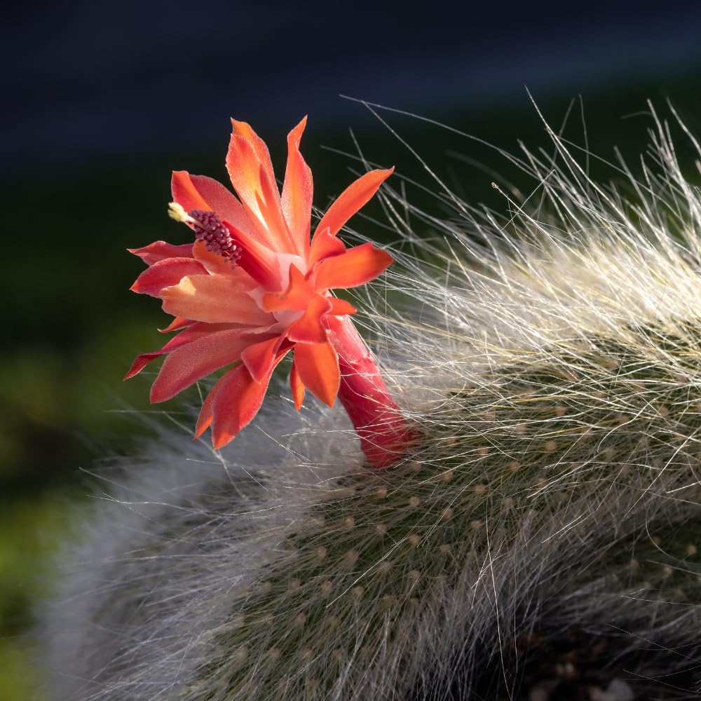 Trailing Monkey Tail Cactus Plant Live, 6 to 8 Inches Tall, Live Succulents Plant for Planting Indoor Oudoor