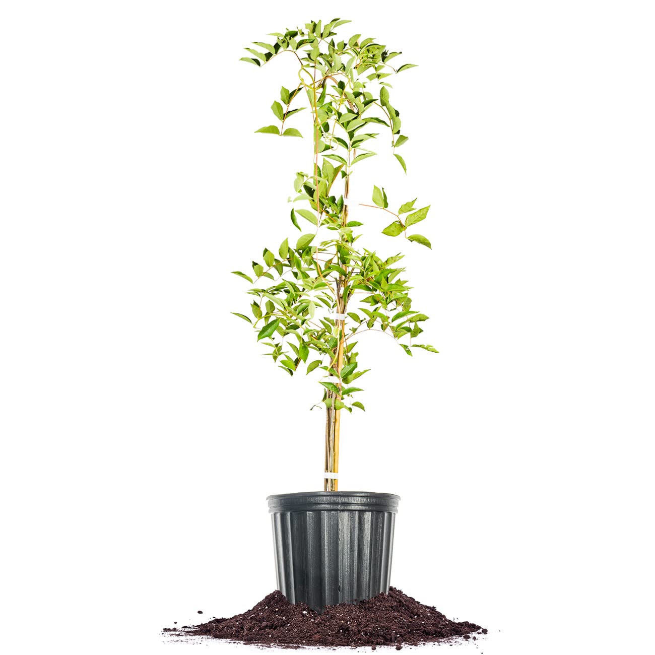 PERFECT PLANTS Blue Moon Wisteria Vine 3 Gallon | Live Shrub for Outdoor Planting | Fast Growing Vines for Trellis or Fence | Beautiful Flowers During Spring & Summer