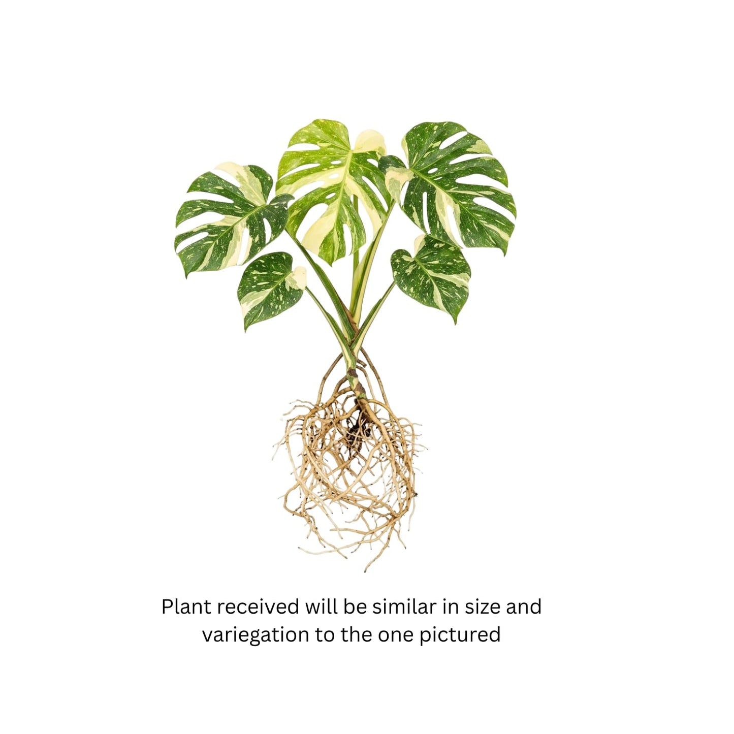 Rare Monstera Constellation Plant Live, Variegated Monstera Constellation Plant, 4–6 Inch Height, Philodendron Indoor Houseplant