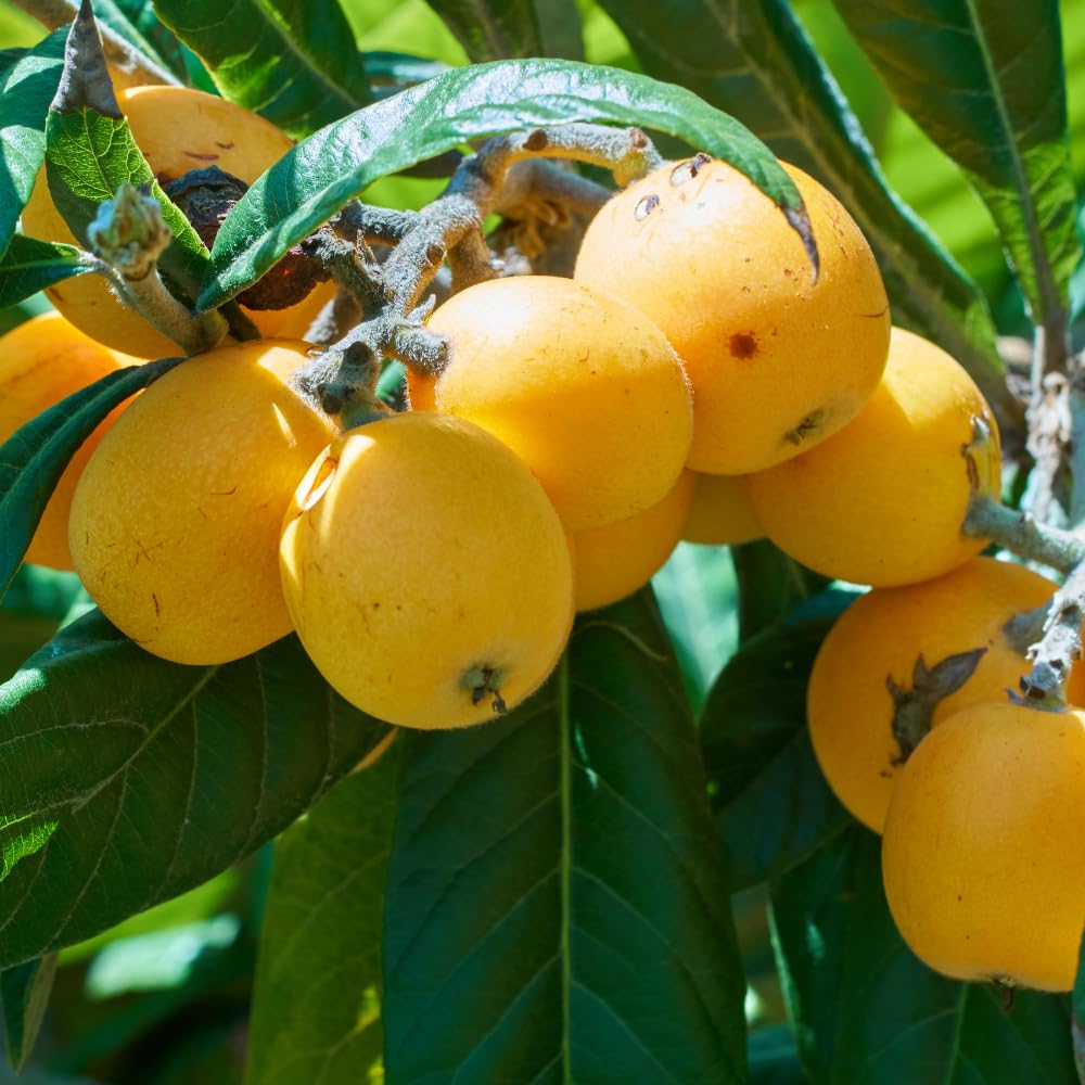 Loquat Tree Live Plant, Sweet Loquat Plant, 2 Feet Tall, 3 Gallon Pot, Ideal for Garden and Patio, No Ship to CA