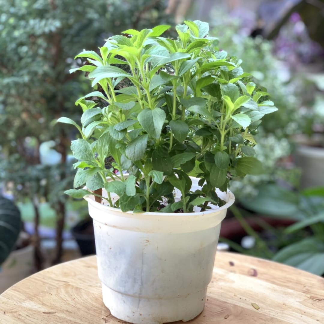 Set of 4 Greek Oregano Plants Live for Indoor Outdoor, Culinary Herb for Planting, 4-7 Inches Tall, Oregano Mint Plants Live