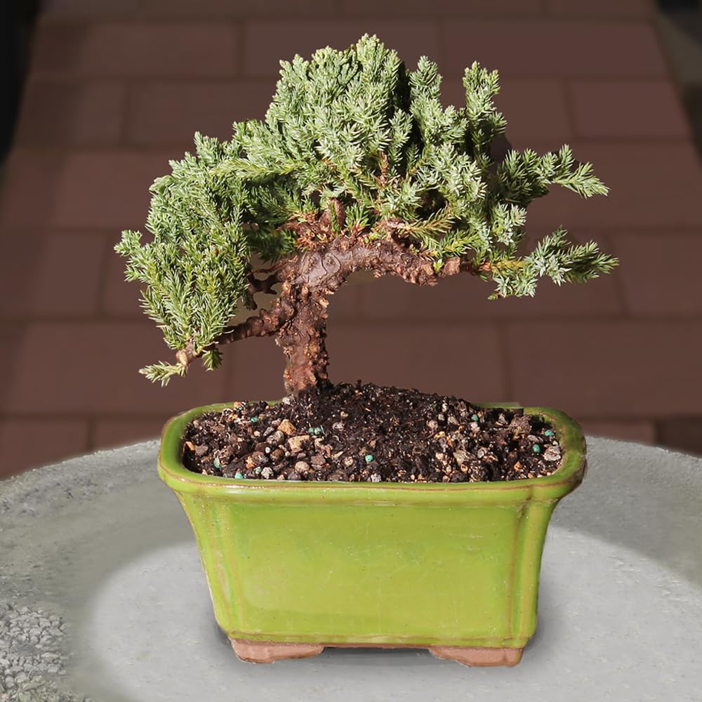 Brussel's Bonsai - Live Green Mound Juniper Bonsai Tree, Outdoor Bonsai Tree Live Plant in Decorative Container, 3 Years Old, 4-6 Inches Tall, Easy Care Bonsai for Patio Garden Decor (Small)