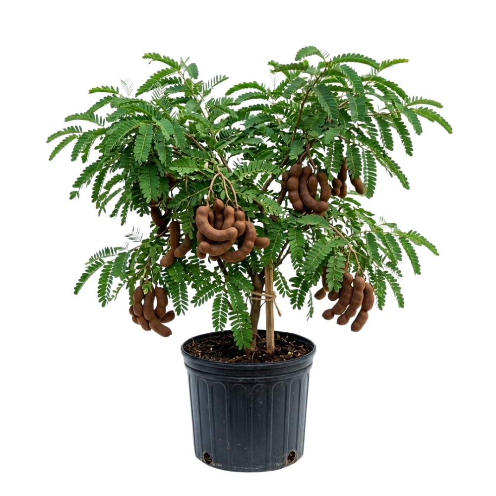 Sour Tamarind Tree Live Plant, Tamarind Plant, Well Rooted 2 Feet Tall, 3 Gallon Pot, Tropical Fruit for Edible Garden and Backyard, No Ship to CA