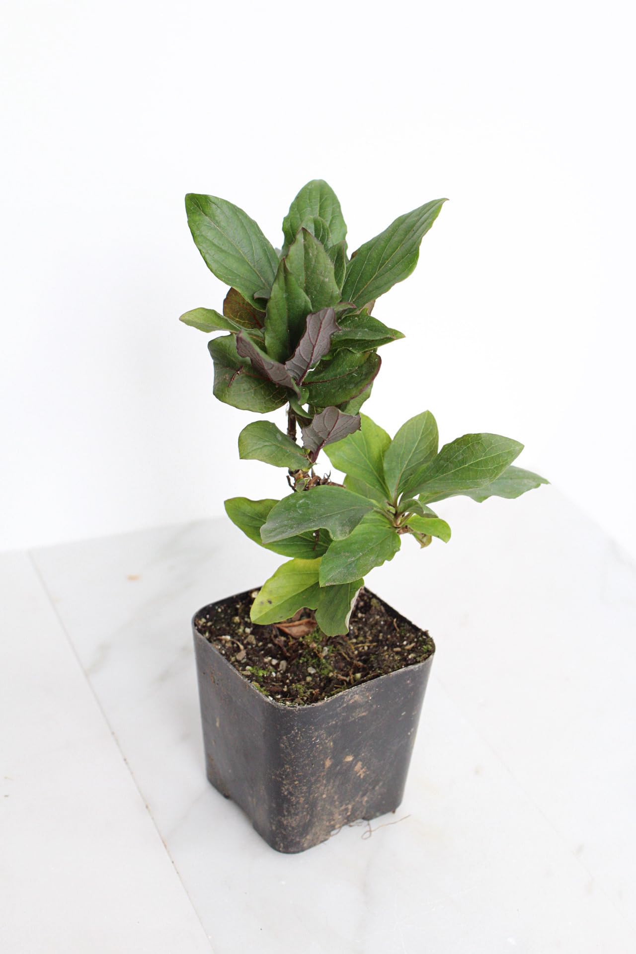 MyShelfie Purple Honeysuckle Vine Plant Fragrant Purple Flower (Lonicera Japonica Purpurea), Live Starter Plant with Purple Leaves, 2-Inch Pot