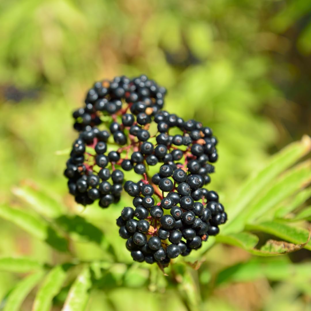 Set of 5 Elderberry Plants Live, Elderberry Cuttings, Sweet Fruit, 6-10 Inch Tall for Growing