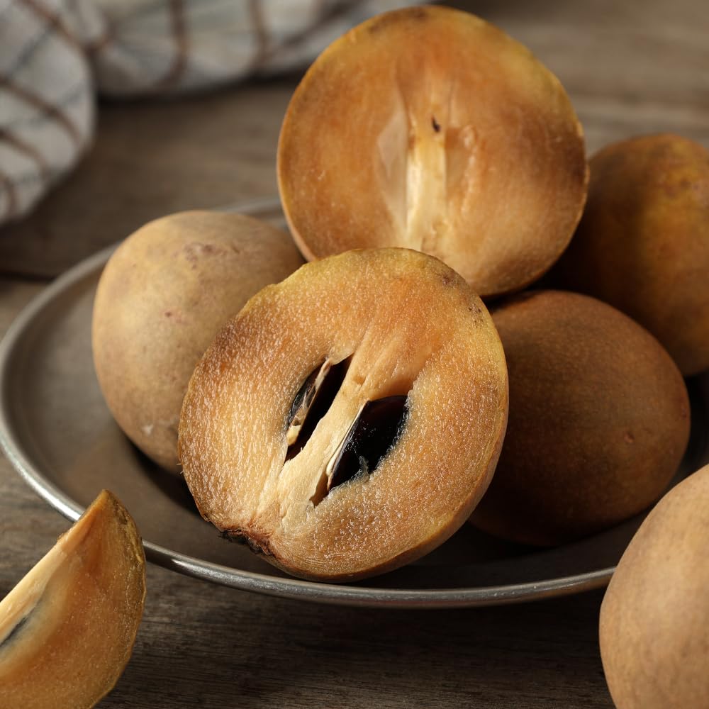 Sapodilla Tree Live Plant | Tropical Fruit Plant Outdoor | Alano Sapodilla Fruit Tree | 30-36 Inches Tall | Ready to Fruit Stage | 3 Gallon Pot | No Ship to CA,HI,AK