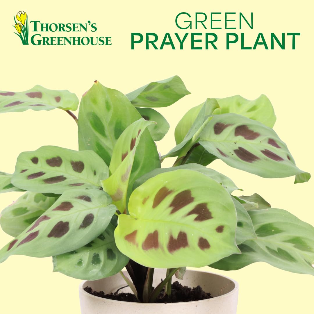 Thorsen's Greenhouse Green Prayer Plant, Live Indoor Plant, Pet Friendly, Uncommon Houseplant, Green Maranta, Easy to Grow, 4" Diameter Pot (Lavender)
