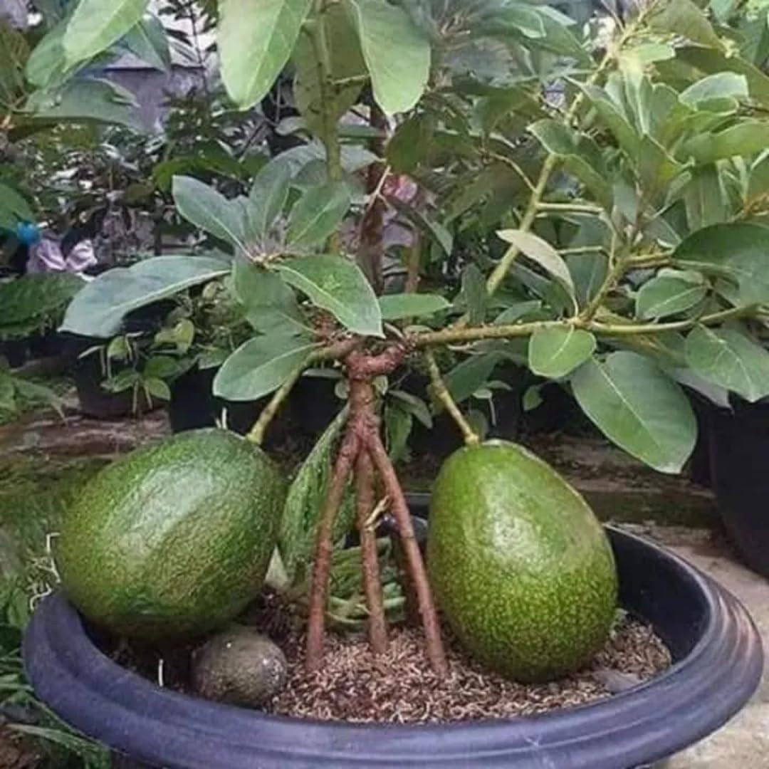 8"-11" Avocado Trees Live Plants in Half Gallon Pot, Avocado Plant, Winter Hardy, 1 Year Old Tree