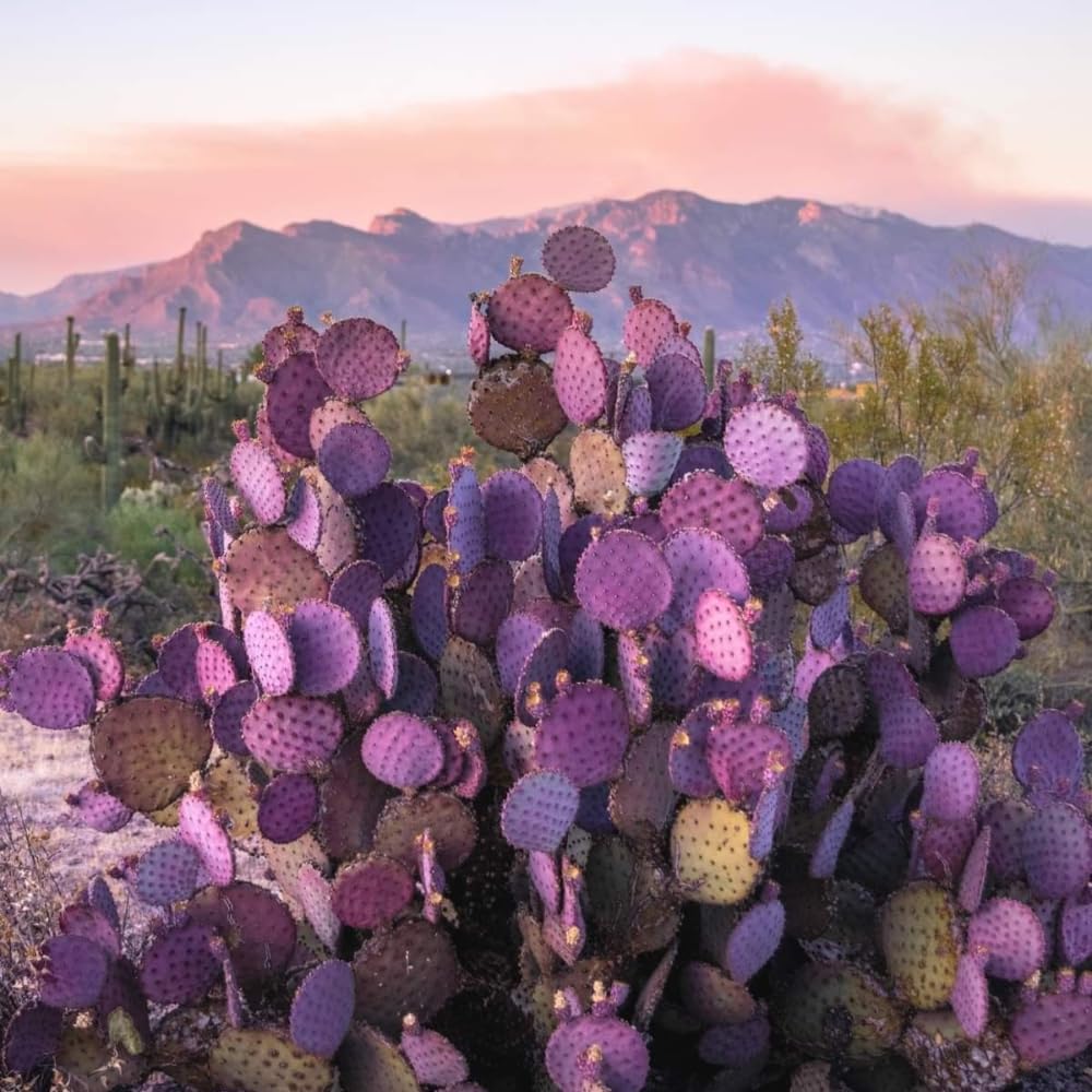Pack of 2 Pots Purple Prickly Pear Cactus Plants Live, Each 3.5 Inch Pot, Hardy Colorful Prickly Pear Cactus Plant for Rock Gardens Outdoors