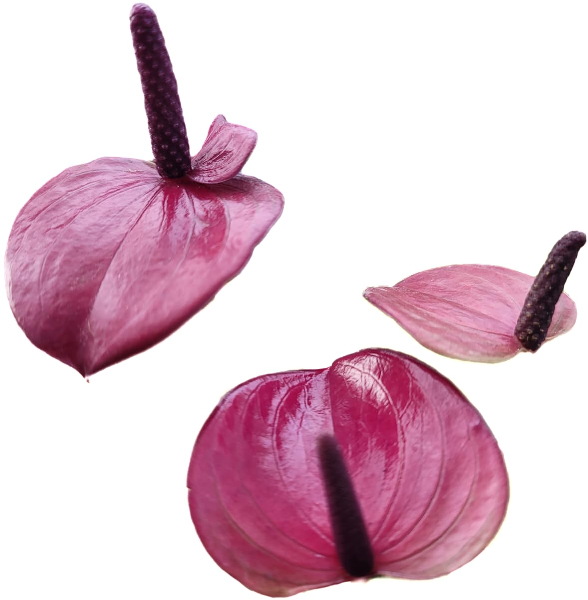 Anthurium Purple Andraeanum - Exquisite Indoor Plant with Long-Lasting Blooms and Lush Foliage & Glossy Purple Flowers - Easy-Care Indoor Plant - CA Seller - Air Purifying Plant (Small Plant, 4" Pot)