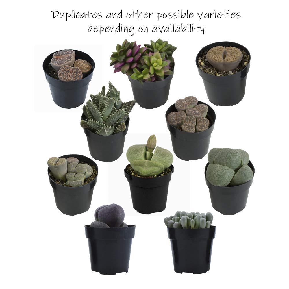 Altman Plants, Mimicry Succulents Plants Live Mini Succulents (4 Pack), Lithops Live Plants Outdoor or Live Indoor Plants, Living Stones Succulent Plants Live Houseplants, Succulent Plant House Plants