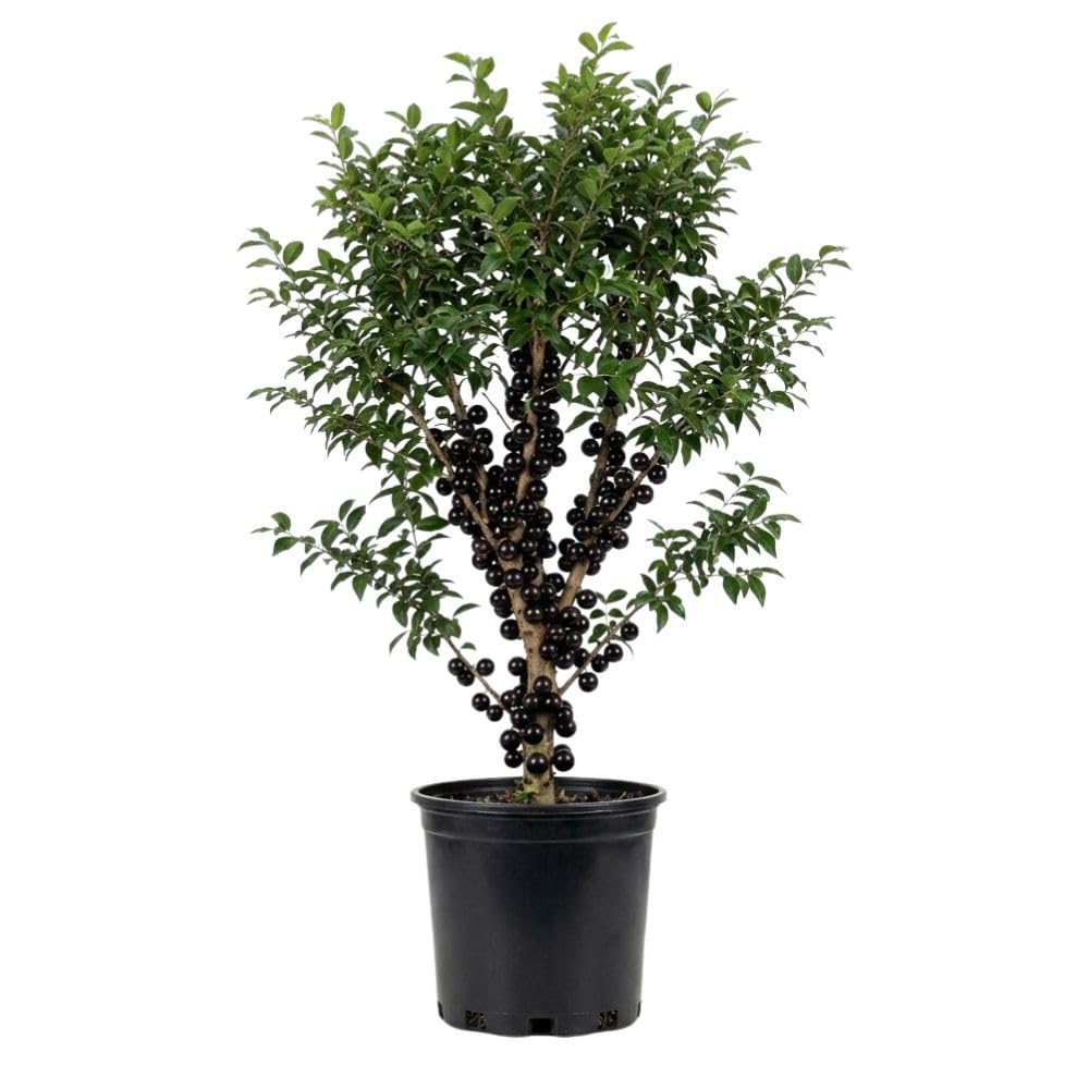 Black Jaboticaba Tree Live Plant 2-3" Tall, Grape Jaboticaba Trees 3 Gallon Pot, Hardy Jabuticaba Tree for Indoor or Outdoor Growing, No Ship to CA