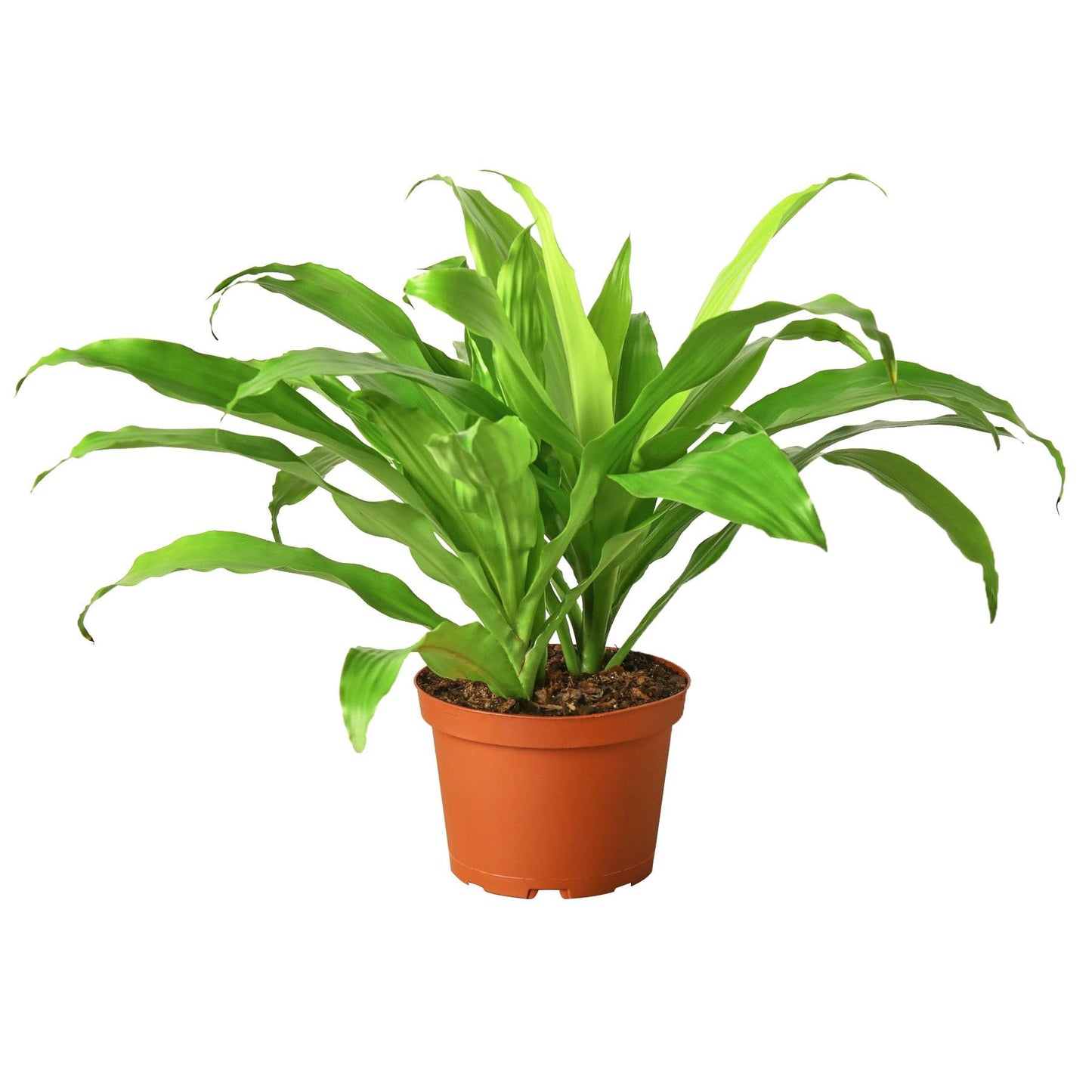 7 Pack Dracaena 'Lime Light' in 6in Pot - Live Plants Tropical Houseplants | Variegated | USA Growers | The Snobby Leaf