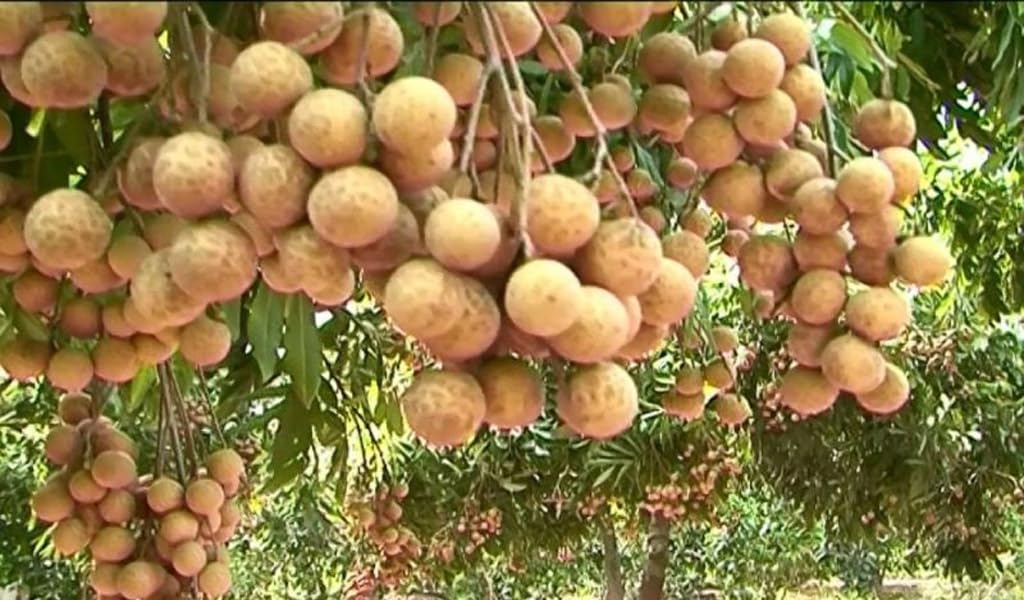 Grafting Longan Tree, Have Flower Next Year, 3-4 ft Tall. No Shipping to CA or HI.