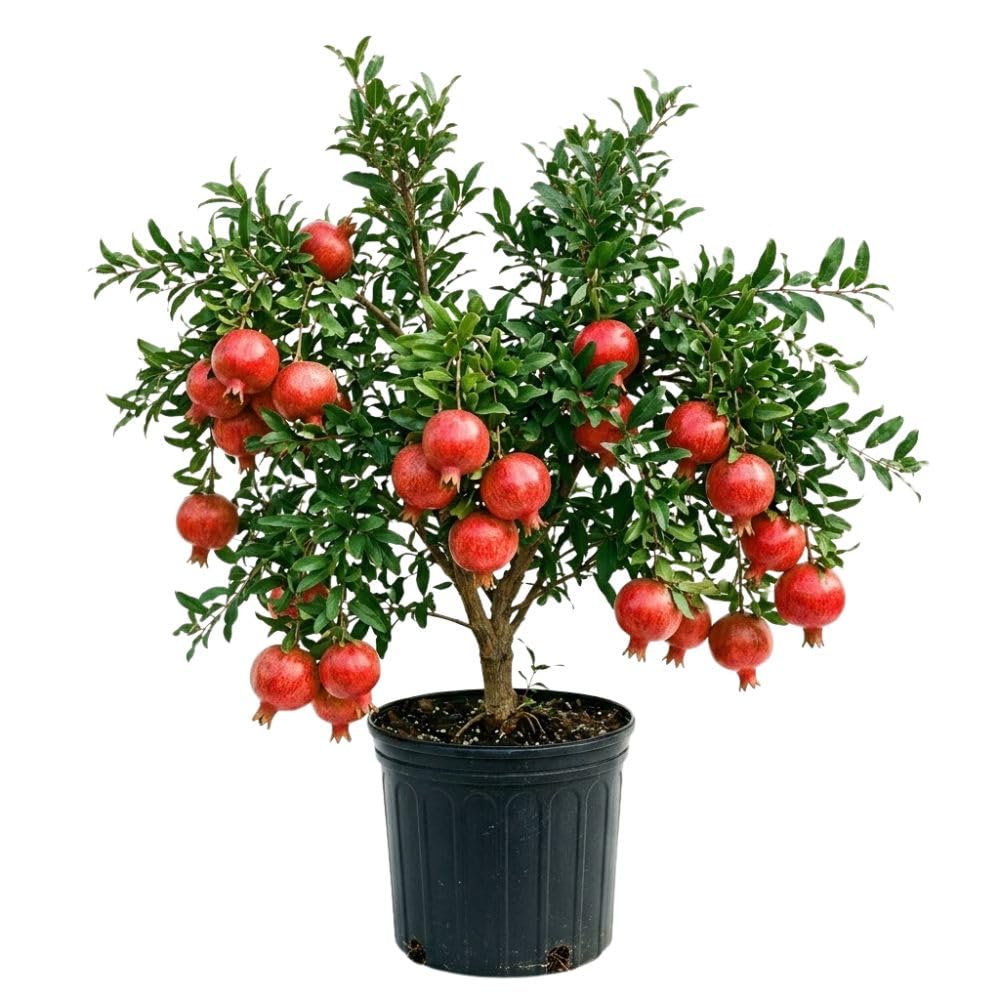 Hardy Pomegranate Live Plant for Planting, 3 Gallon Pot, Tropical Pomegranate Tree 2 to 3 Feet Tall, No Ship to CA