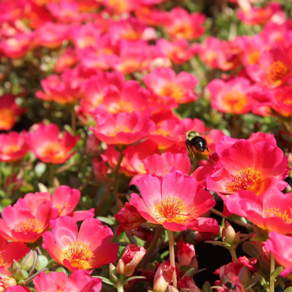 Red Flare Portulaca Live Plants | Pack of 2 (Two) | 5-9" Tall | Moss Rose Purslane | Drought Tolerant Trailing Succulent for Hanging Baskets & Rock Gardens | Intense Scarlet Blooms