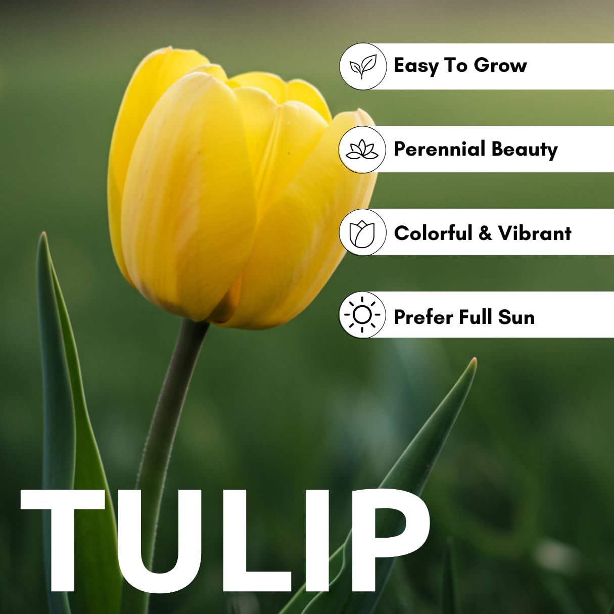 Yellow Tulip Bulb for Planting - Stunning Pure Yellow, Vibrant and Bright (10 Bulbs) - Perfect for Garden Beds, Borders, Containers, and Mass Plantings
