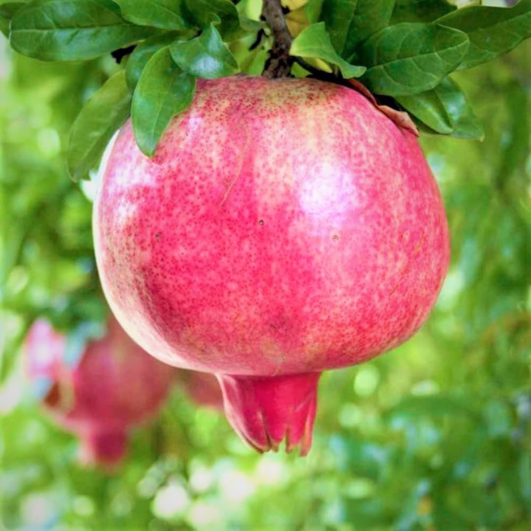 1 Year Old Pomegranate Tree Live Plant Seedlings in 4" Pot for Outdoor Growing, Cold Hardy, Zones 5-9