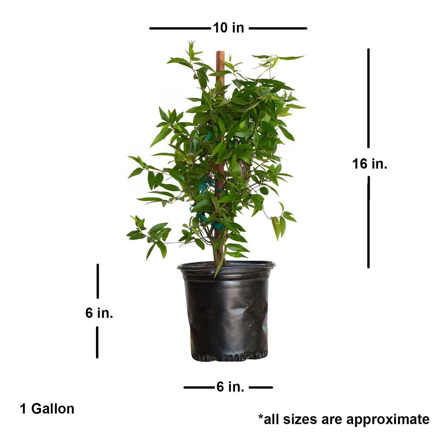 Carolina Jessamine (1 Gallon) Semi-Evergreen Blooming Vine with Yellow Flowers - Full Sun to Part Sun Live Outdoor Plant