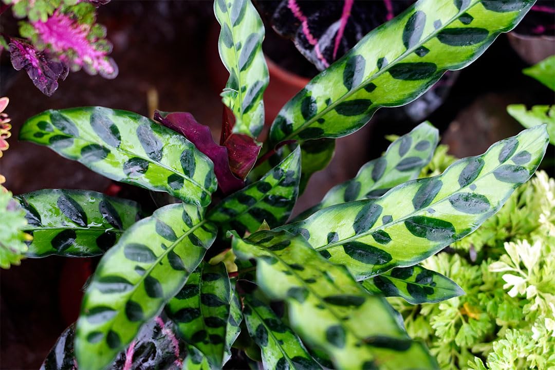 American Plant Exchange Live Calathea Rattlesnake – 4-Inch Pot – Pet-Friendly Tropical Houseplant with Wavy Green Leaves and Purple Undersides, Easy Care Plant for Low Light Homes & Offices
