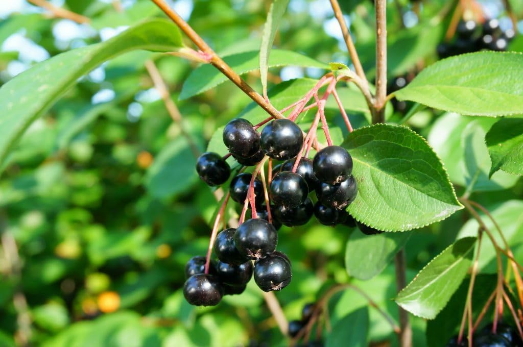 Live Plant - Black Chokeberry Shrub (Aronia Bush), 12-14" Tall Live Plant, Aronia melanocarpa