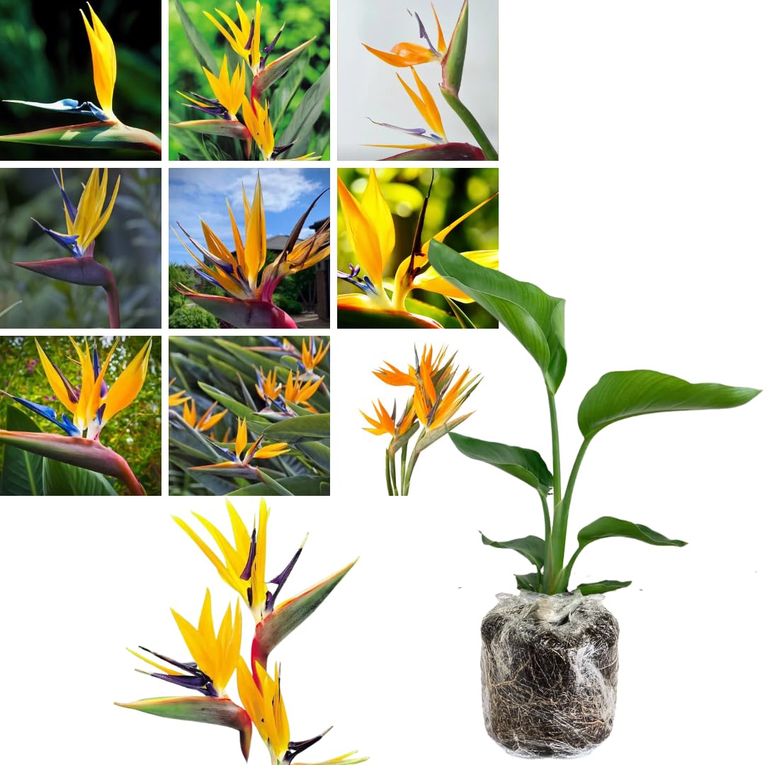 Bird of Paradise Plant - Live Tropical Ornamental Houseplant, Indoor and Outdoor Planting, Zones 9-11 (Yellow)