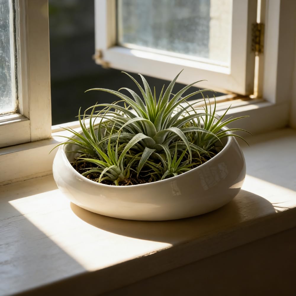 FANFANJIA Modern Ceramic Succulent Pot with Drainage – Indoor Plant Pots, Artistic Design Flower Pots for Home, Office, Weddings & Party Décor