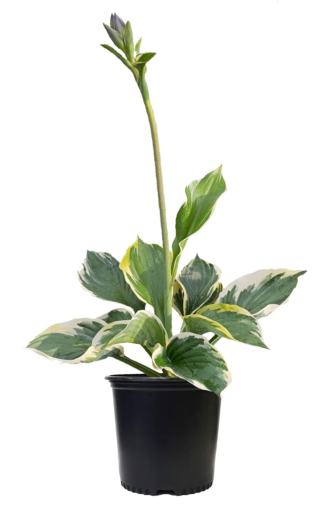 Hosta 'Patriot' (Hosta) Perennial, 1 - Size Container