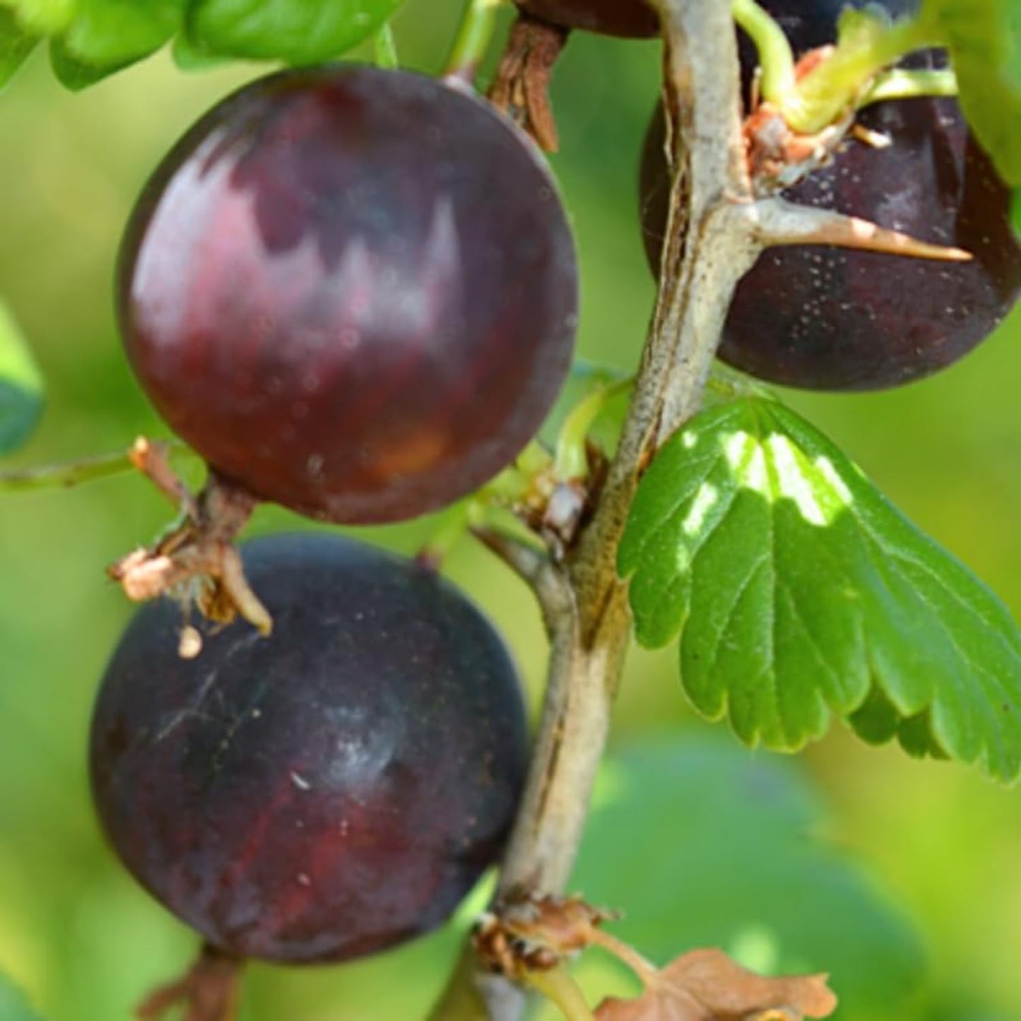 Black Velvet Gooseberry Bush Live Plant Well Rooted, 5-9 Inc Height, Gooseberry Plant Live for Planting