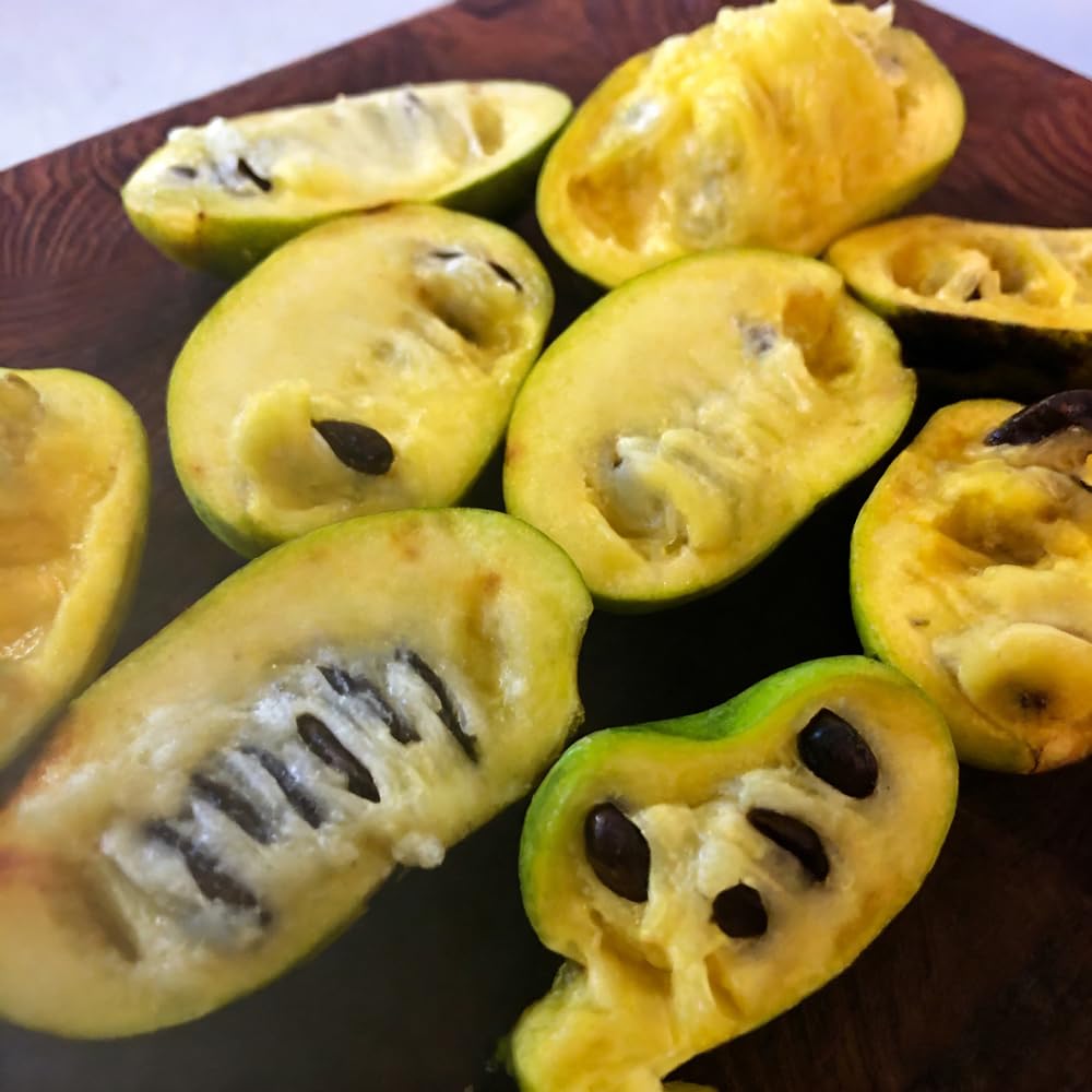 Mixrug 5+ Paw Paw Tree Seeds for Planting,Pawpaw Fruit Tree Seeds Organic,Asimina Triloba Seeds Fruit Trees Perennial with Tropical Banana-Mango Flavor, Cold Hardy & Shade Tolerant, in Farm Patio