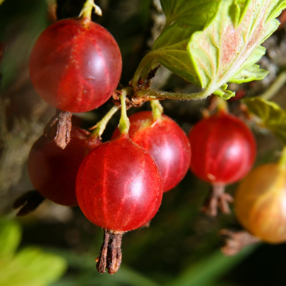Jeanne Gooseberry Live Plant 5-7 Inch Starter in Soil, No Pot - Sweet Red Gooseberry Fruit Shrub, Thornless Hardy Berry Plant for Outdoor Garden