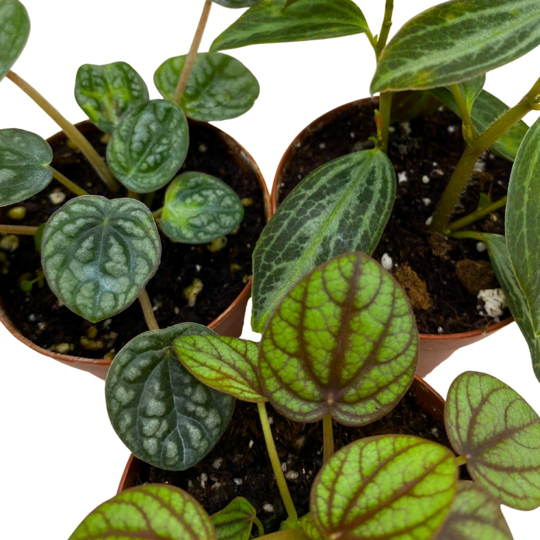 BubbleBlooms Peperomia Assortment Set of 3 in 2 inch pots