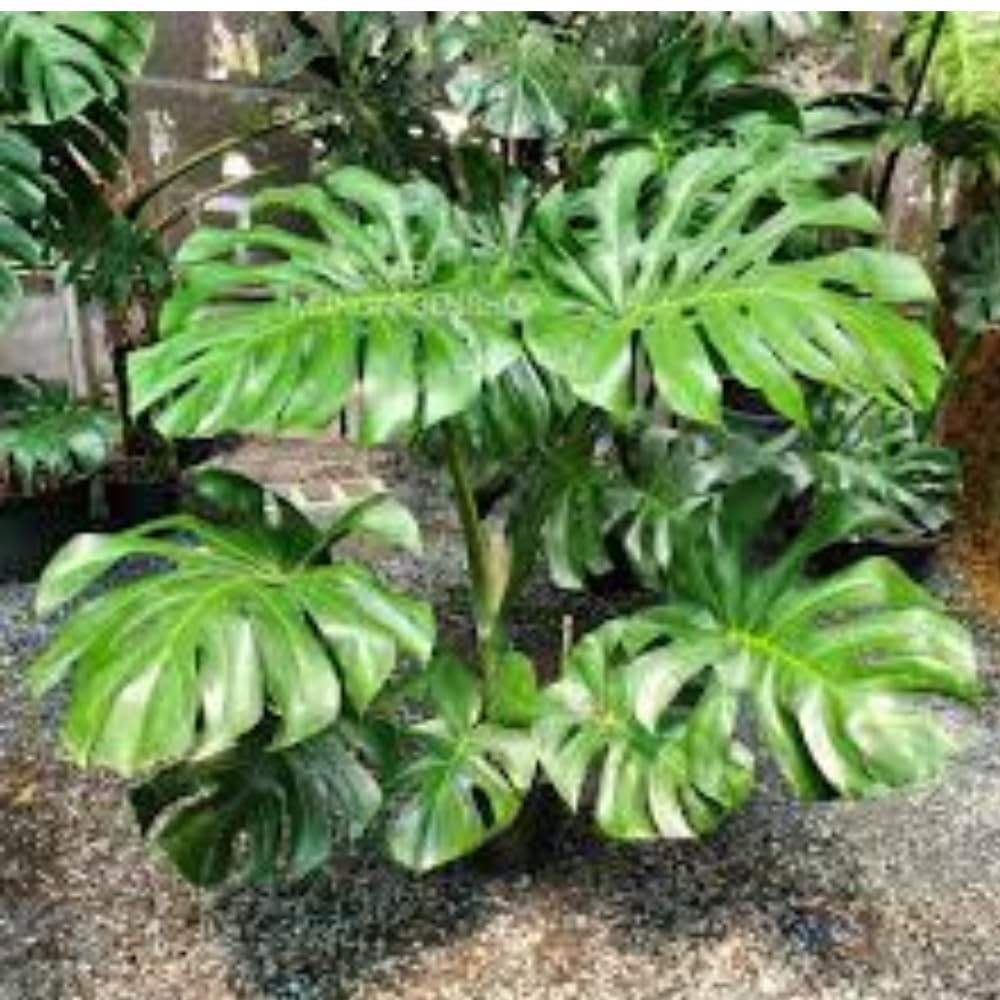 Philodendron Plant Live, Rare Tropical Variegated Live Indoor Houseplant, Starter Plants No Pot, 5-9" in Tall (Monstera Deliciosa)